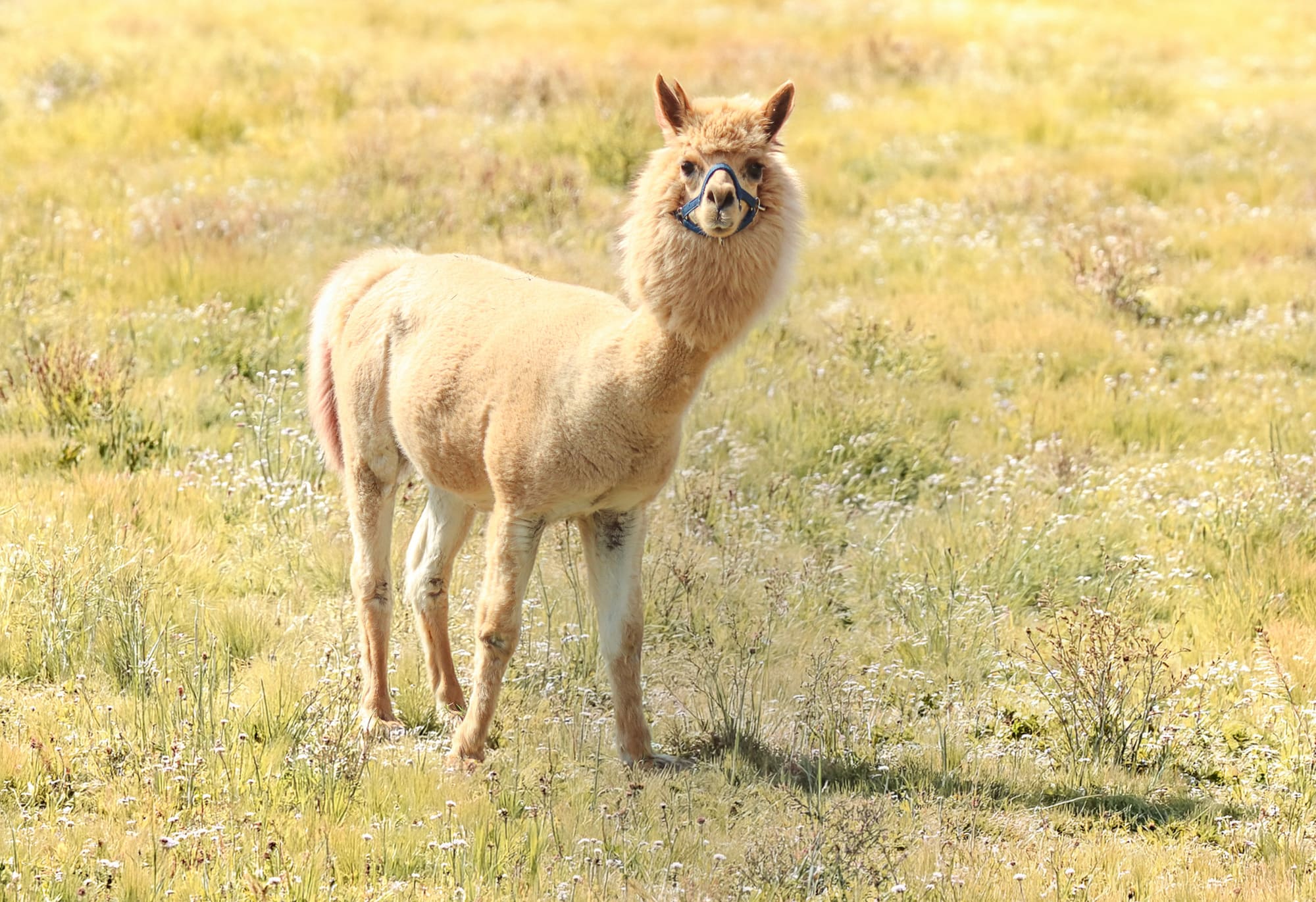 Alpaca al pascolo