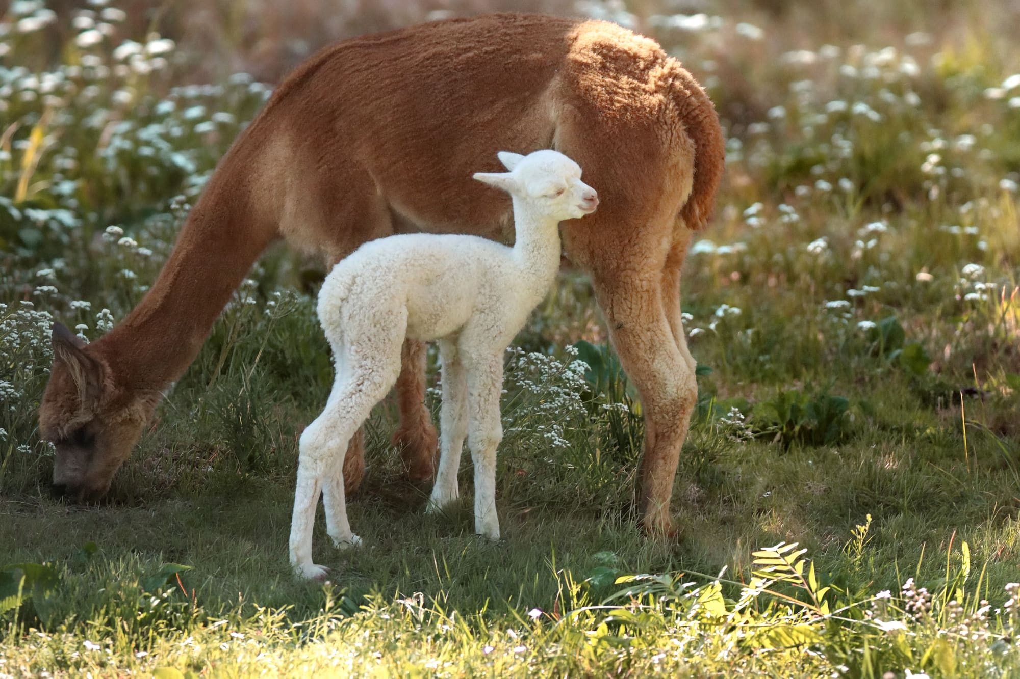 Alpaca della Tenuta Valley of Noemya Royal