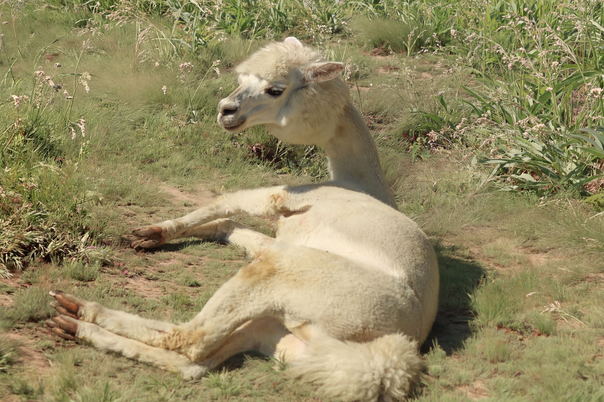 Alpaca nella tenuta