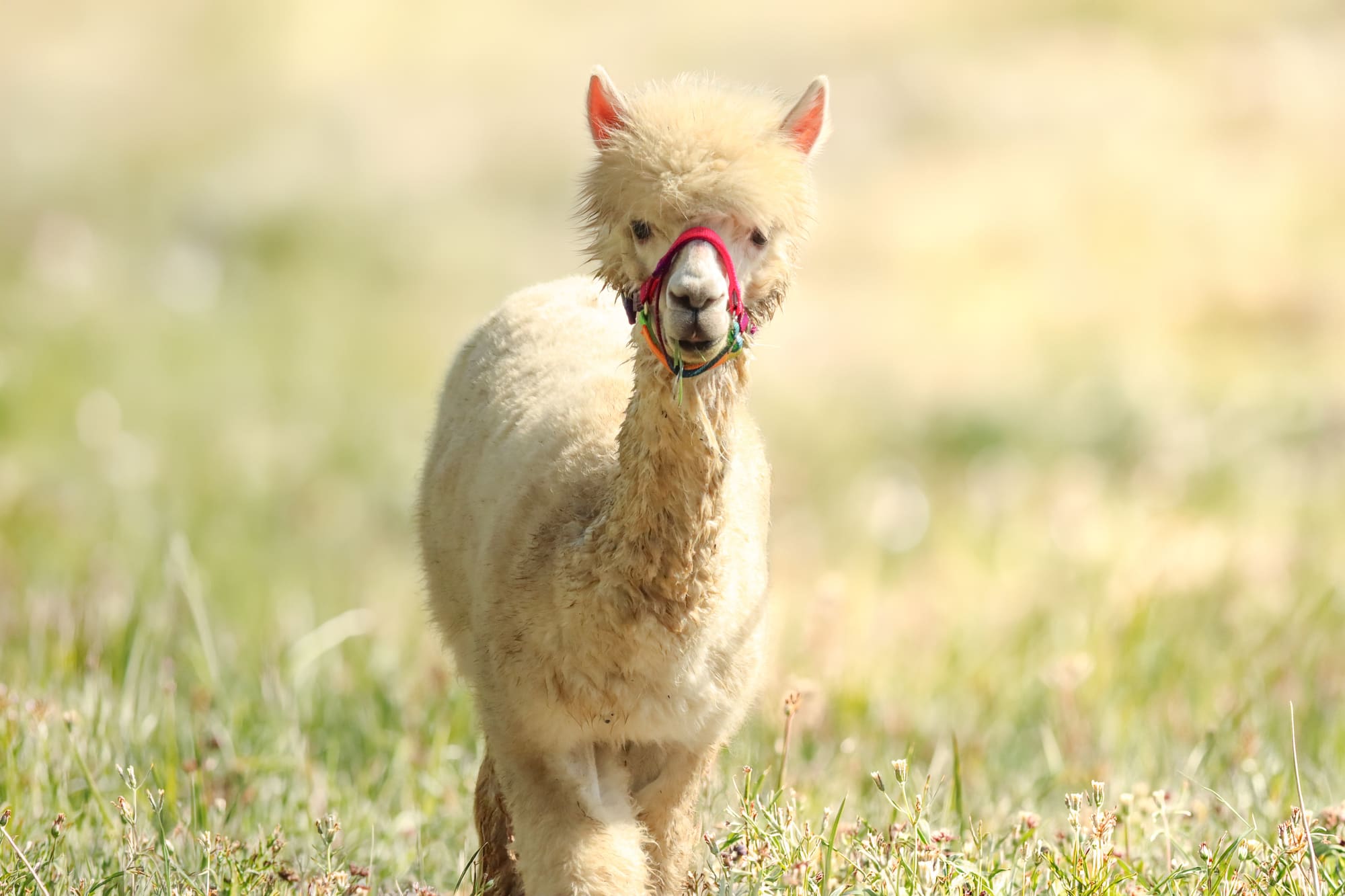 Alpaca Huacaya nella Tenuta Valley of Noemya Royal
