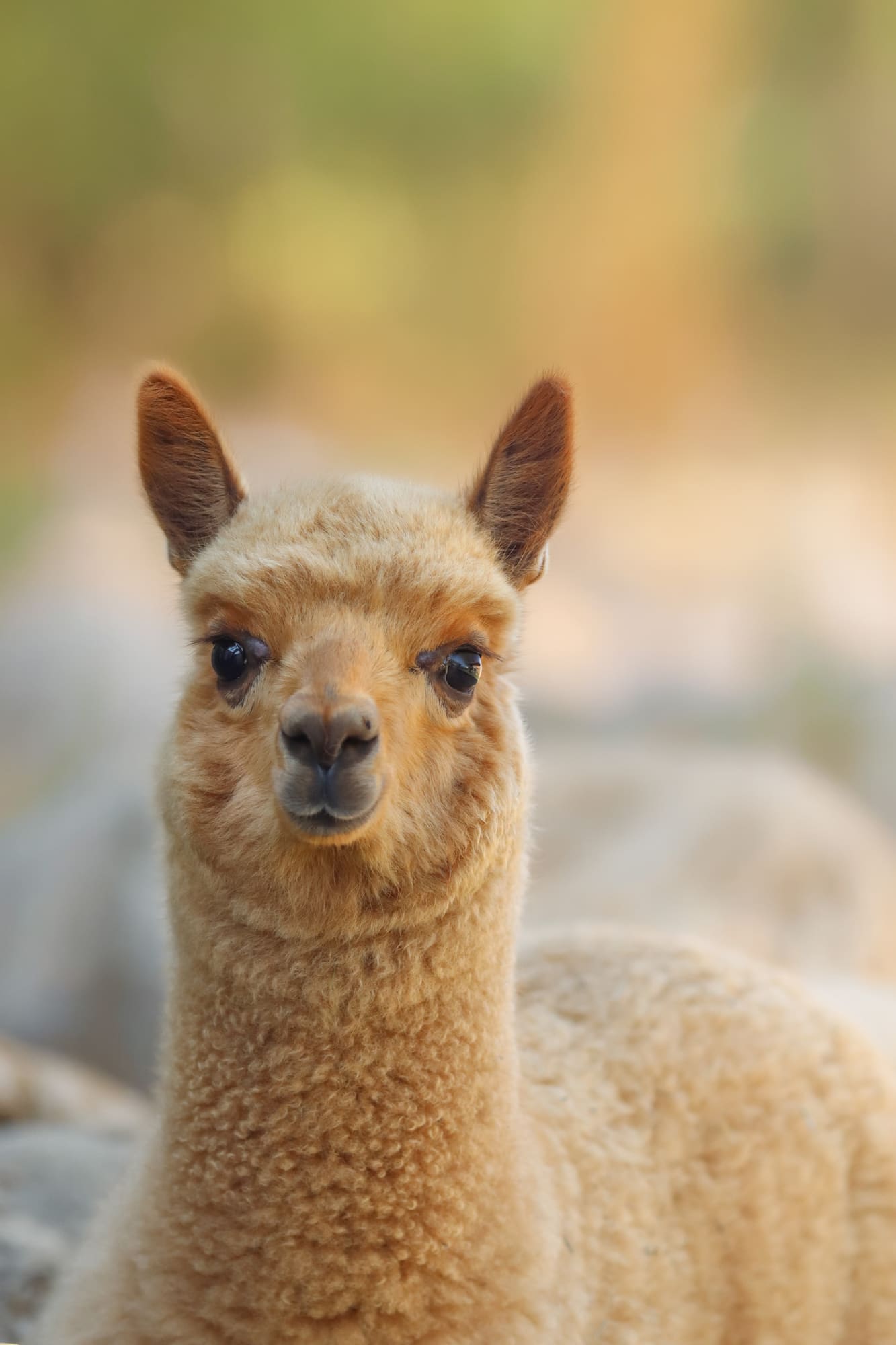 Alpaca huacaya ritratto