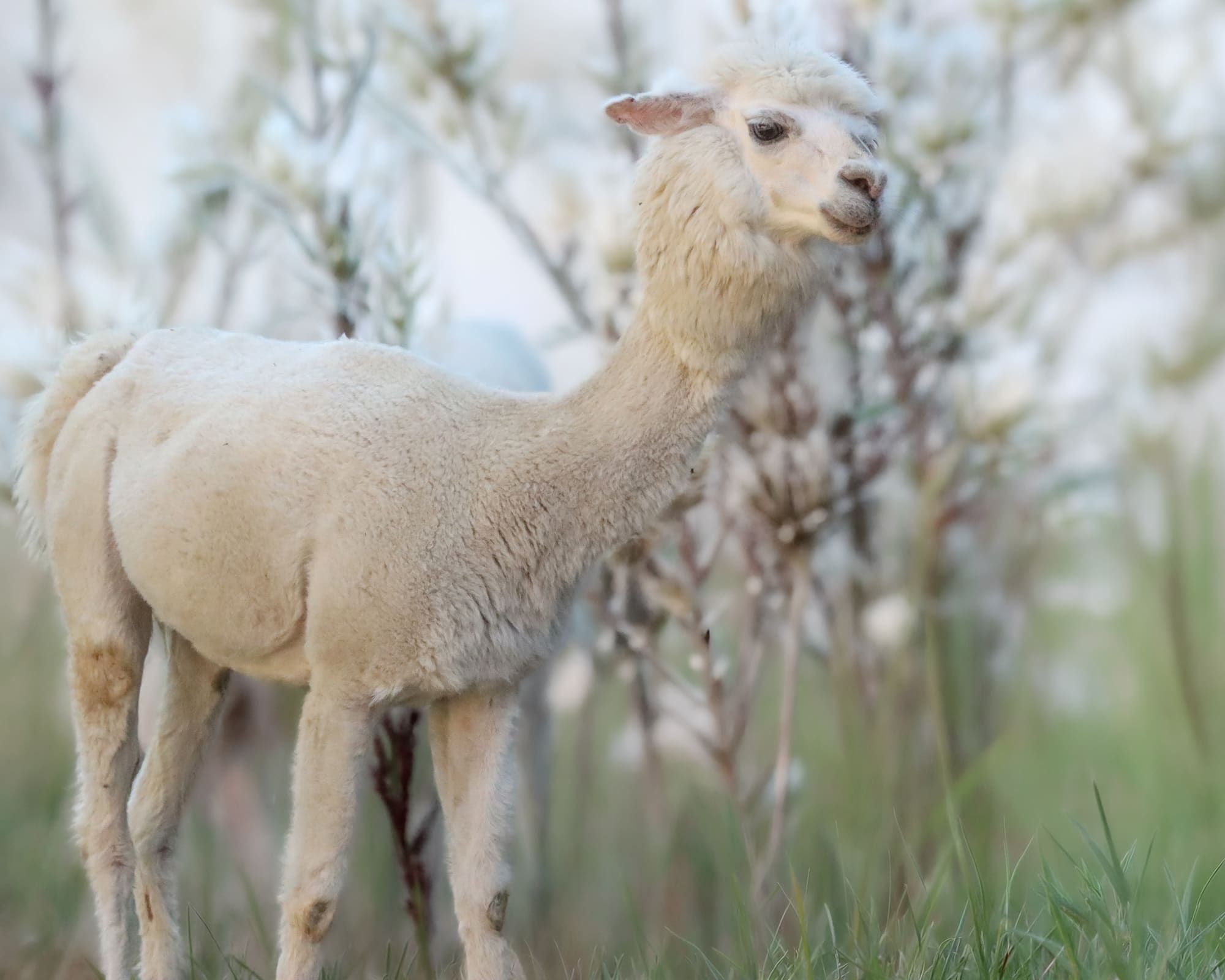 Gregge di alpaca