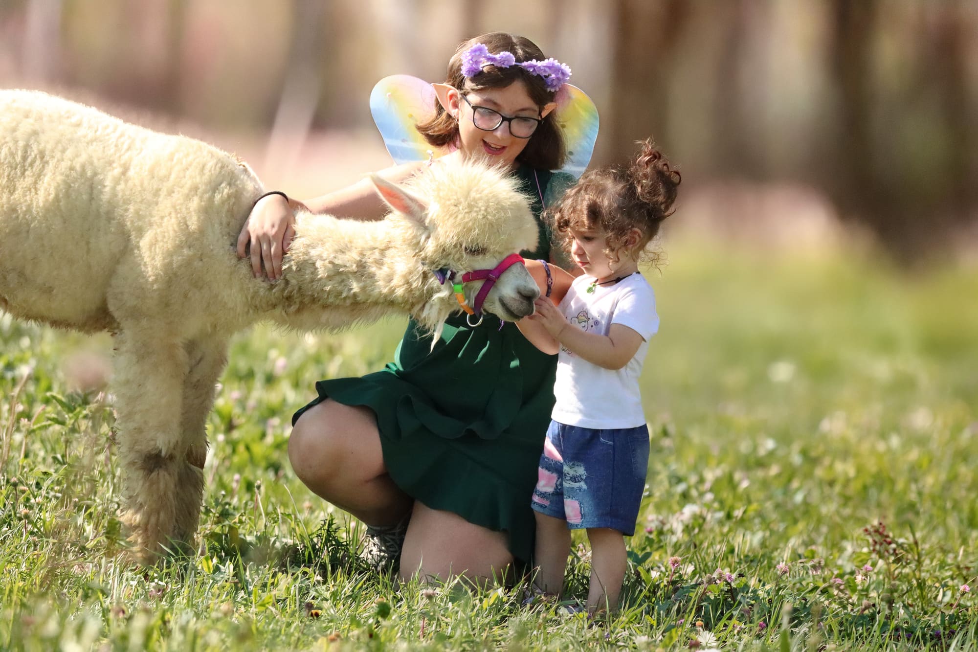 Alpaca al pascolo