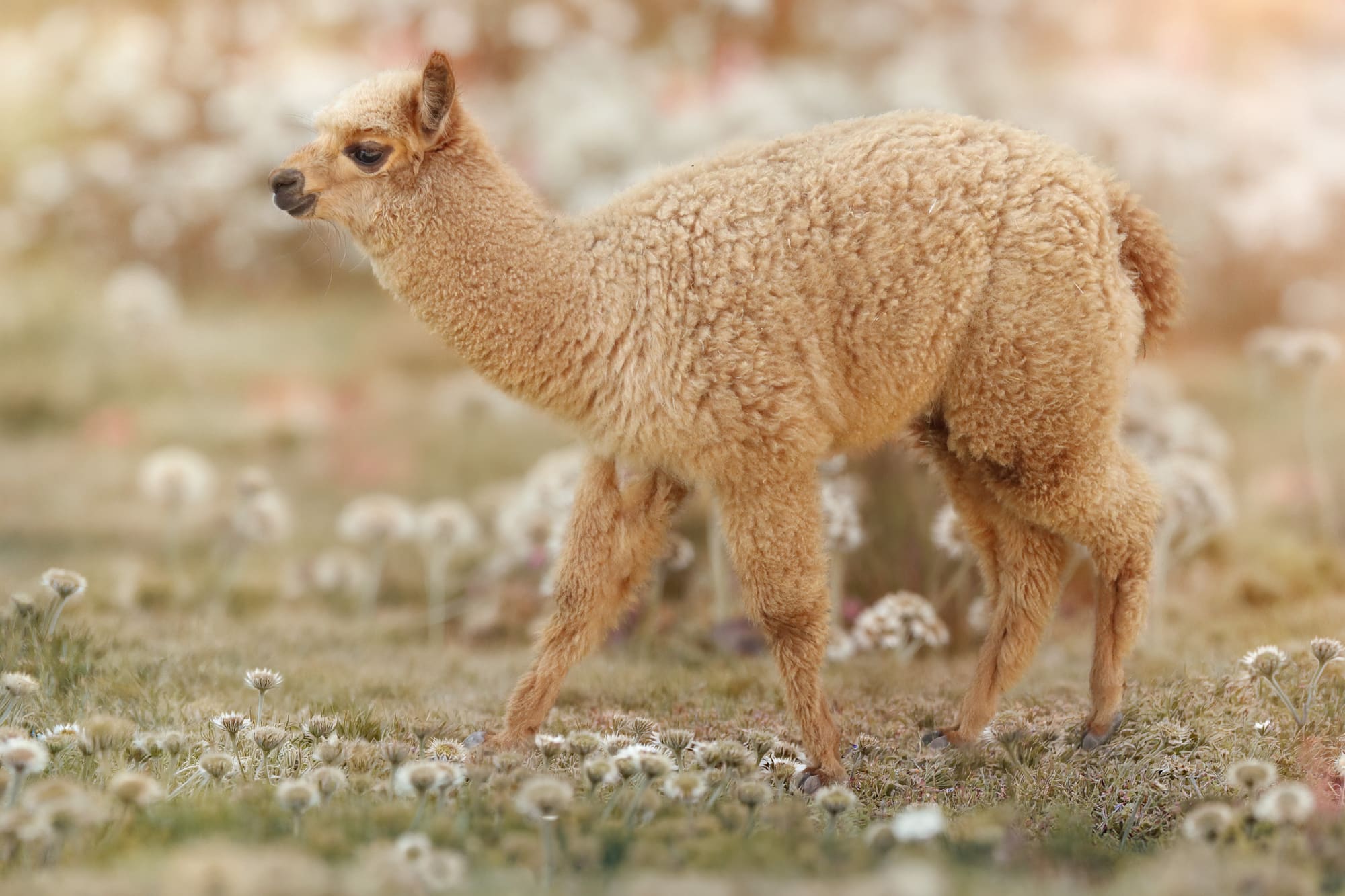 Alpaca al pascolo tra i fiori nella Tenuta Valley of Noemya Royal
