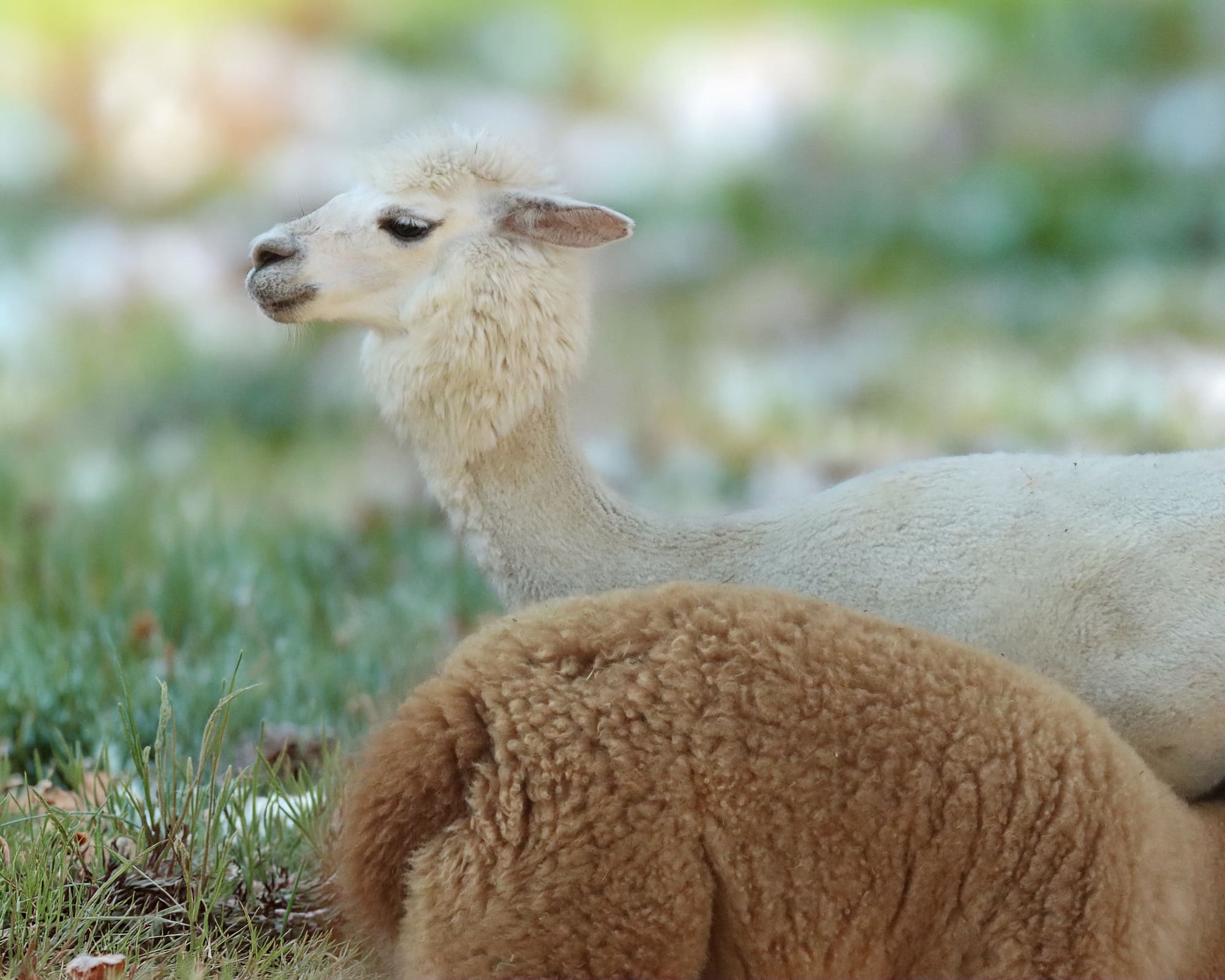 Alpaca da adottare nella Tenuta Valley of Noemya Royal