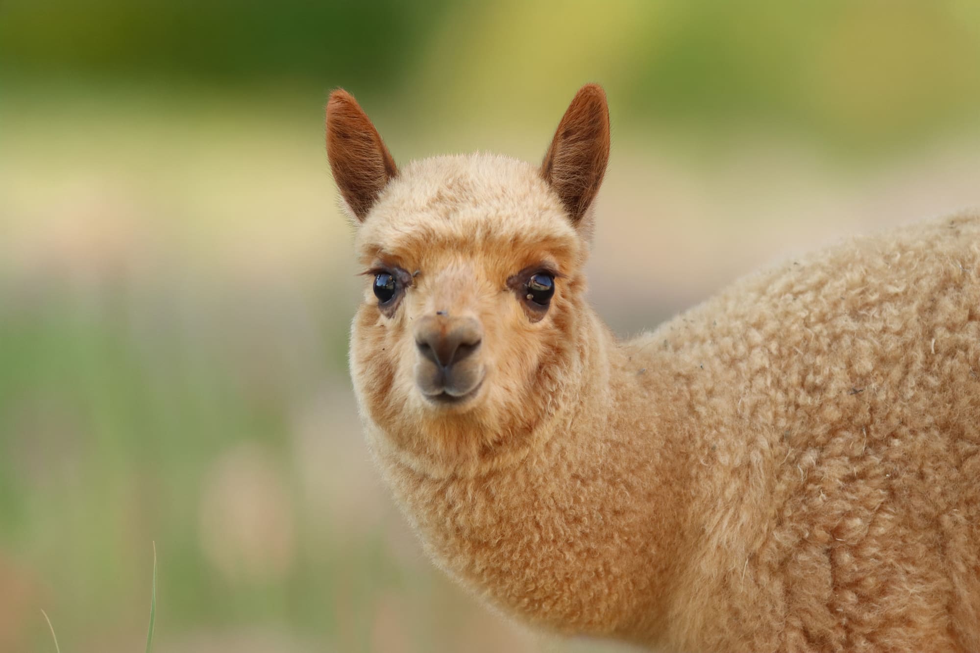 Alpaca huacaya