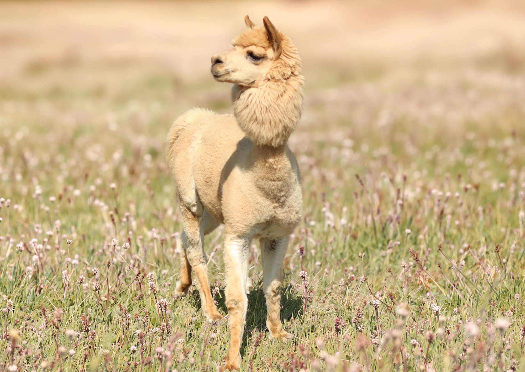 Alpaca per percorsi di Pet Therapy in Tenuta