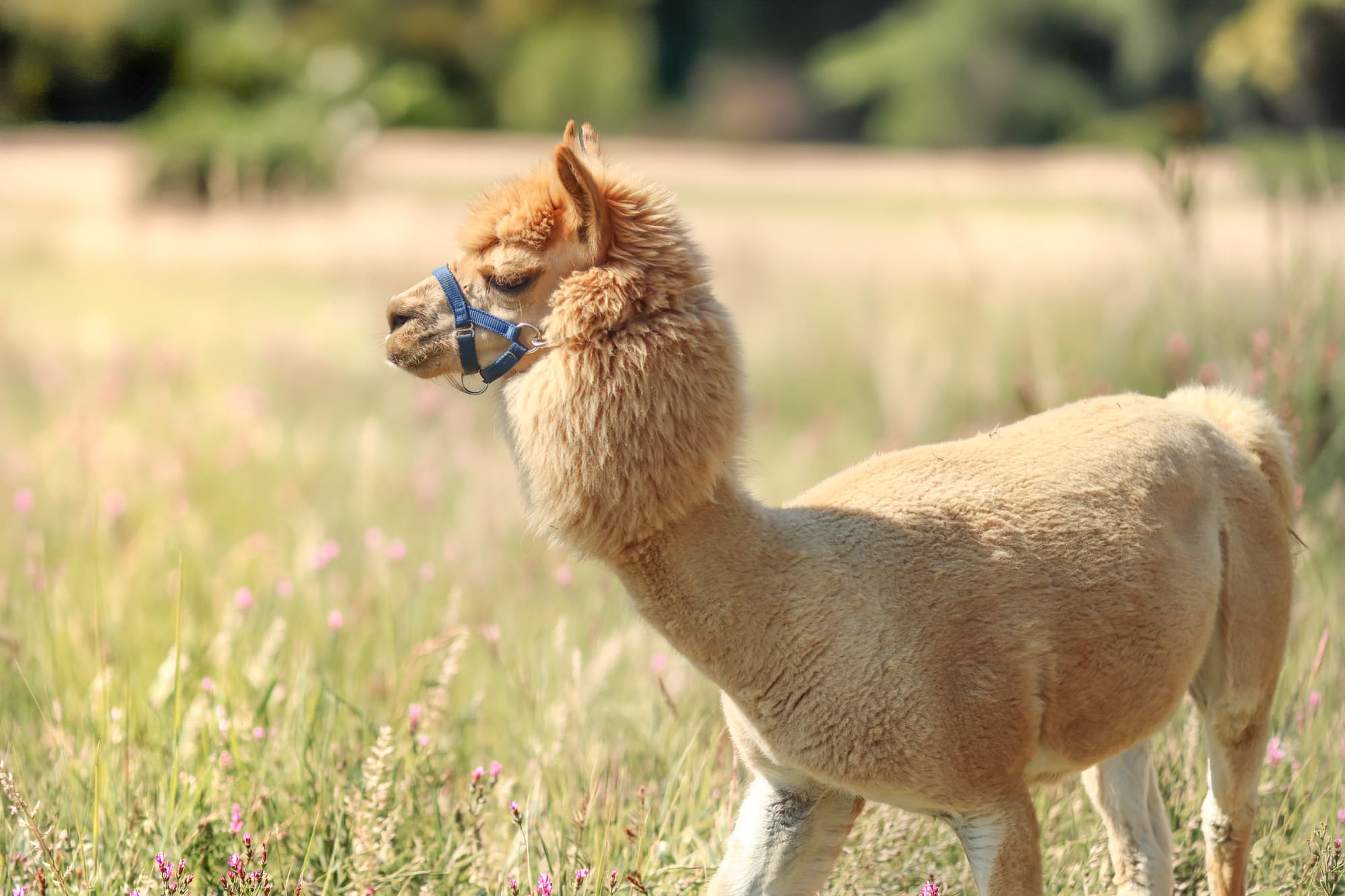 Cria di alpaca