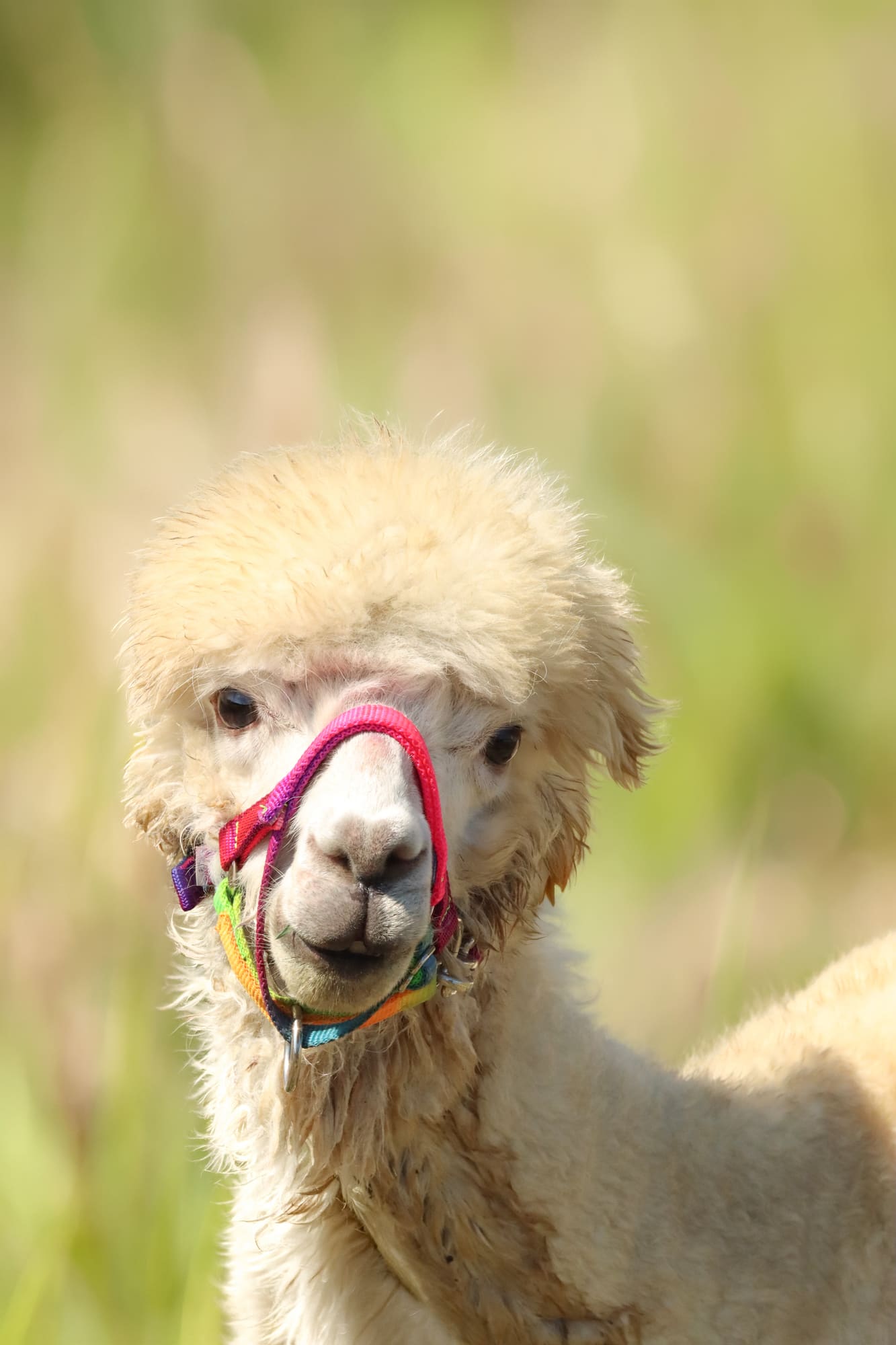 Alpaca huacaya
