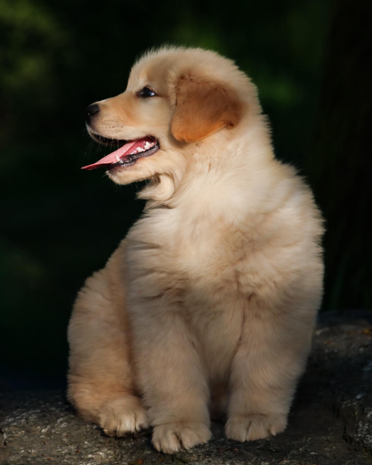 Cucciolata Golden Retriever