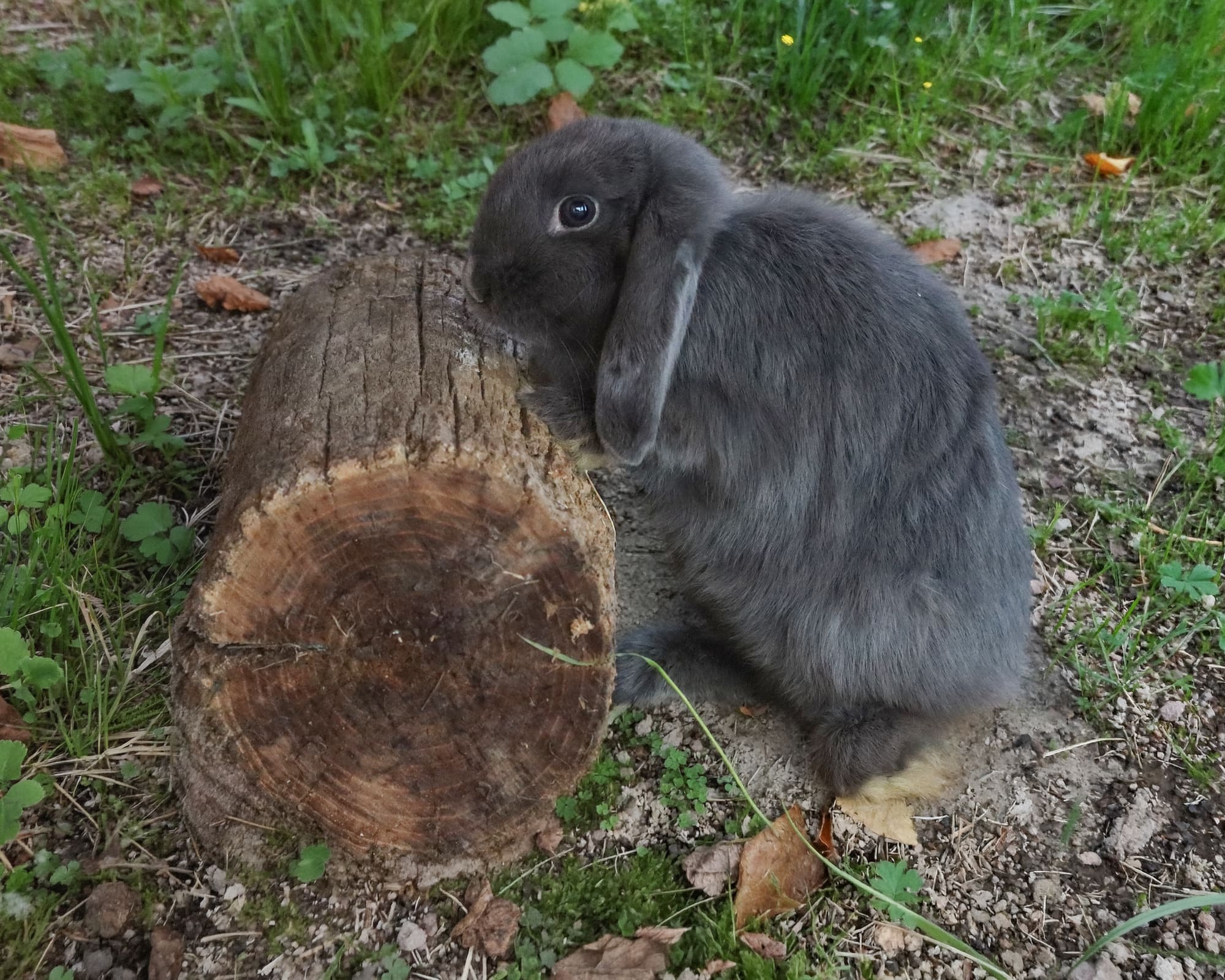 Coniglietto Mini Lop nella Tenuta