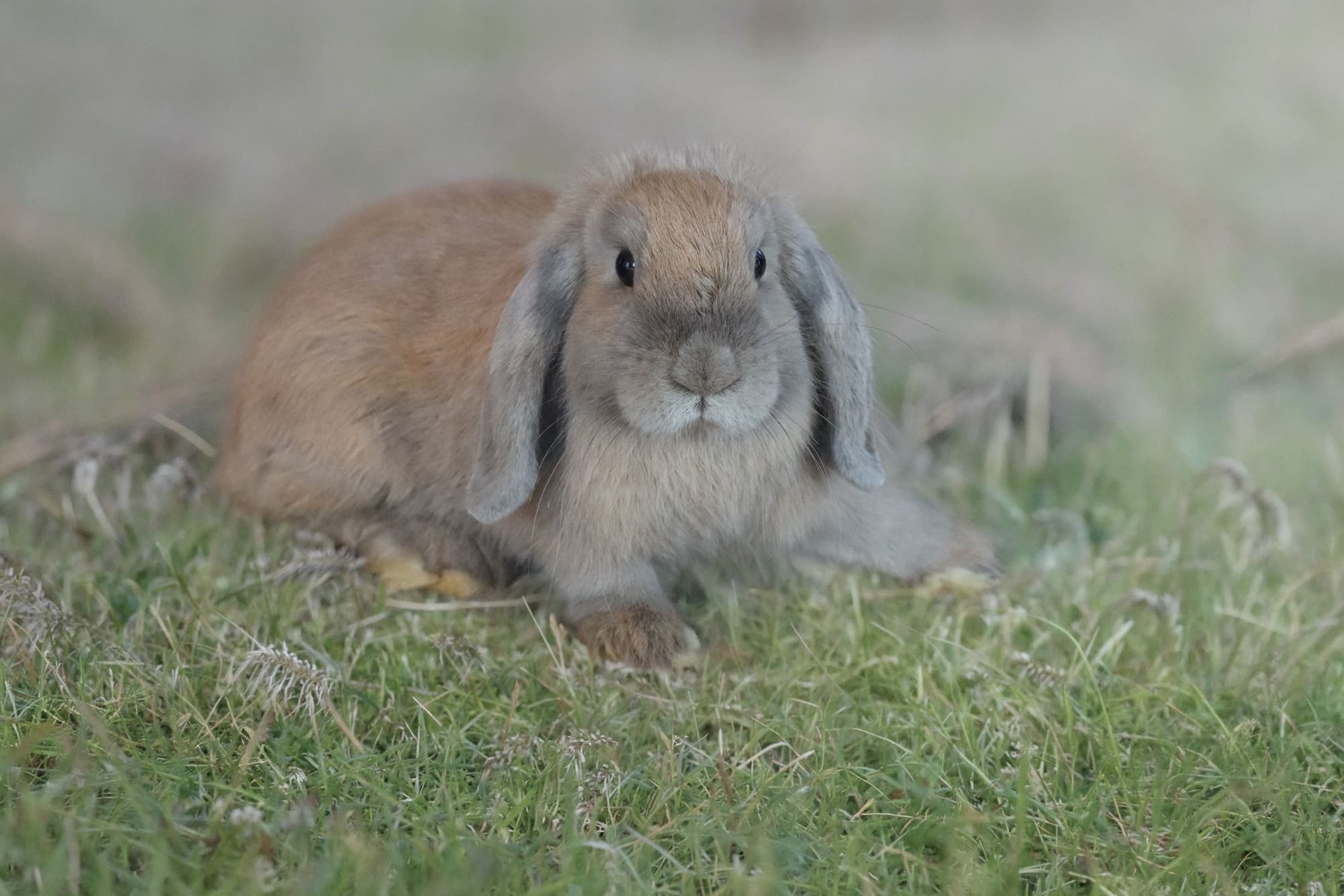 Coniglietto Mini Lop