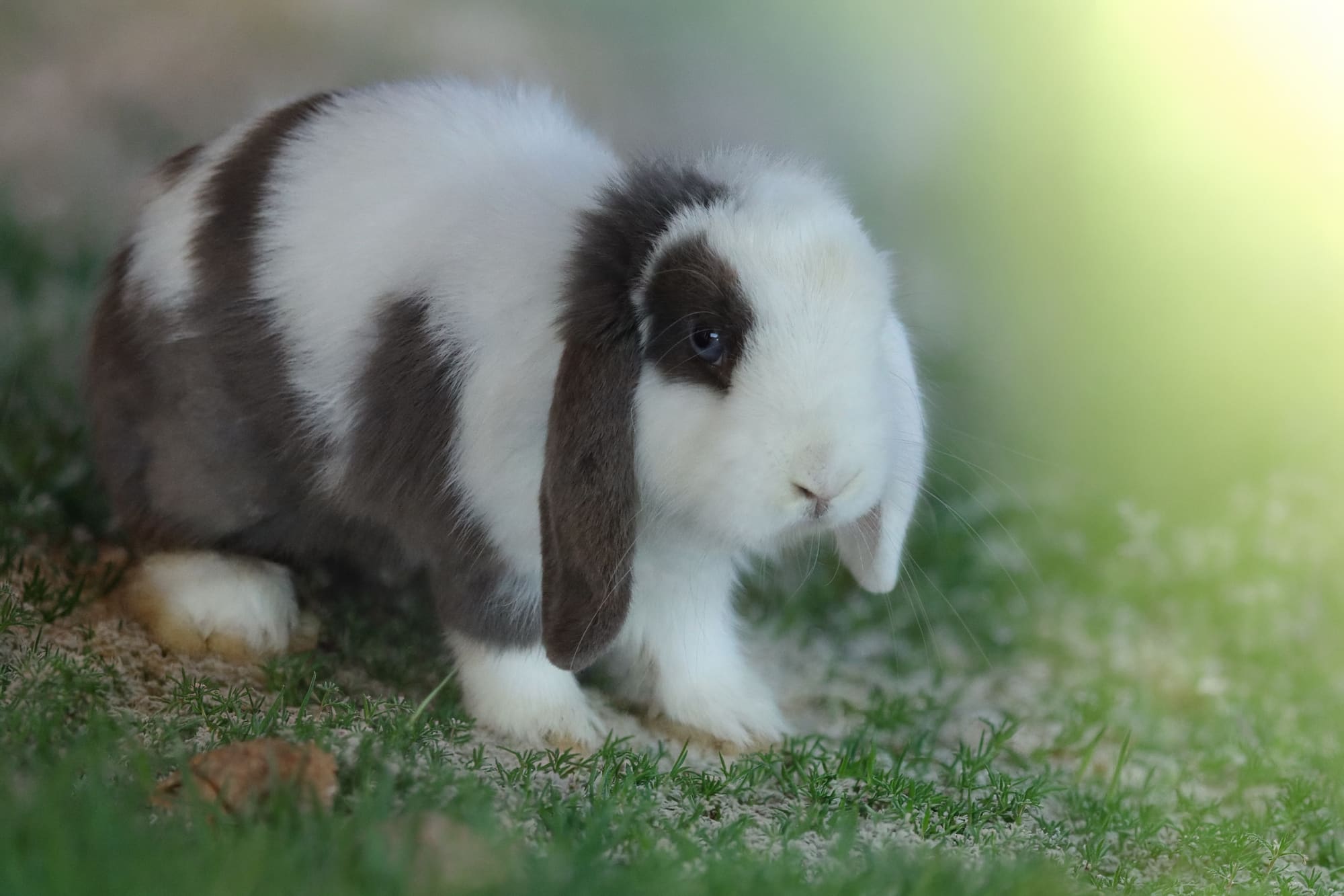 Coniglietto Mini Lop