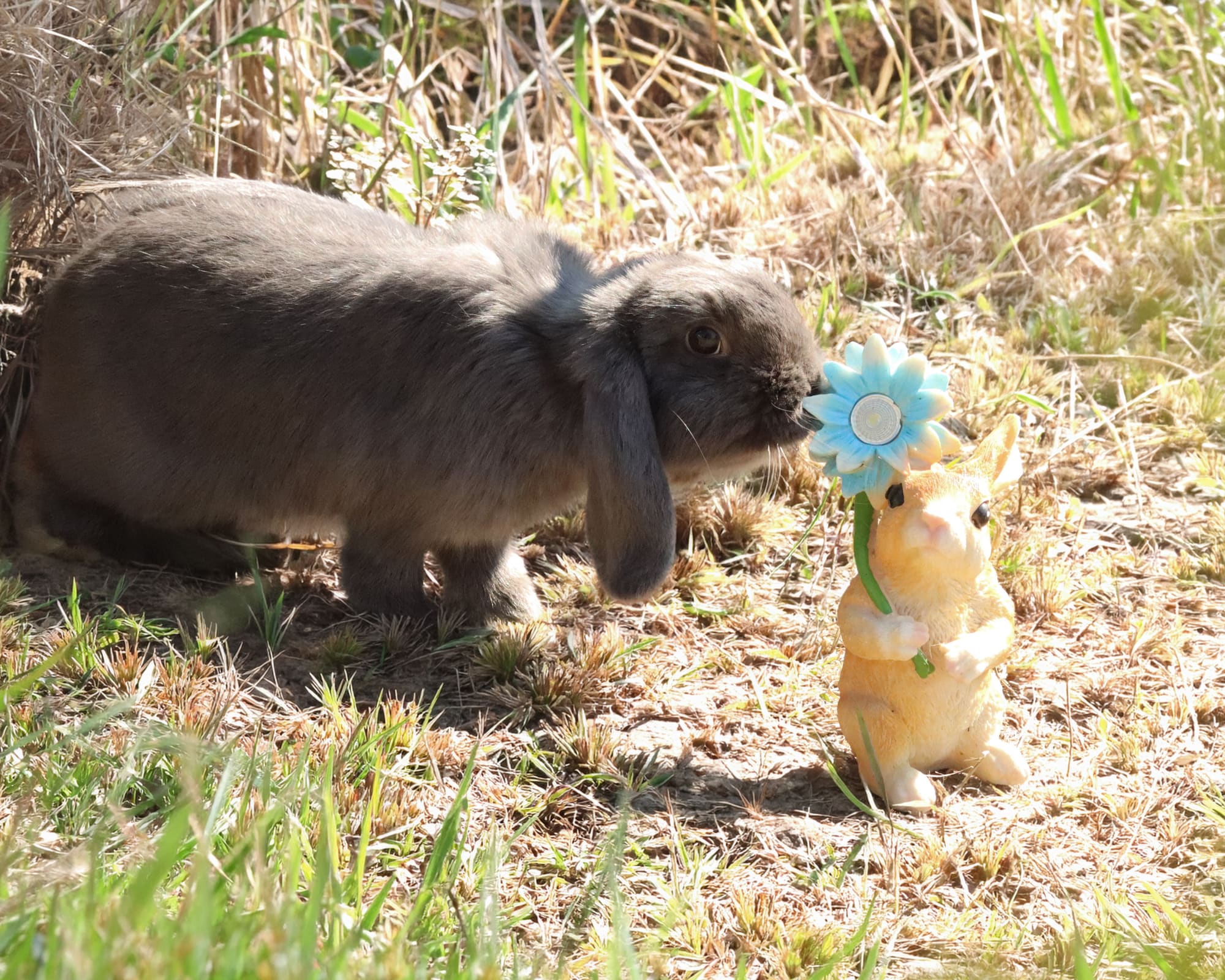 Coniglietto Mini Lop per percorsi di Pet Therapy