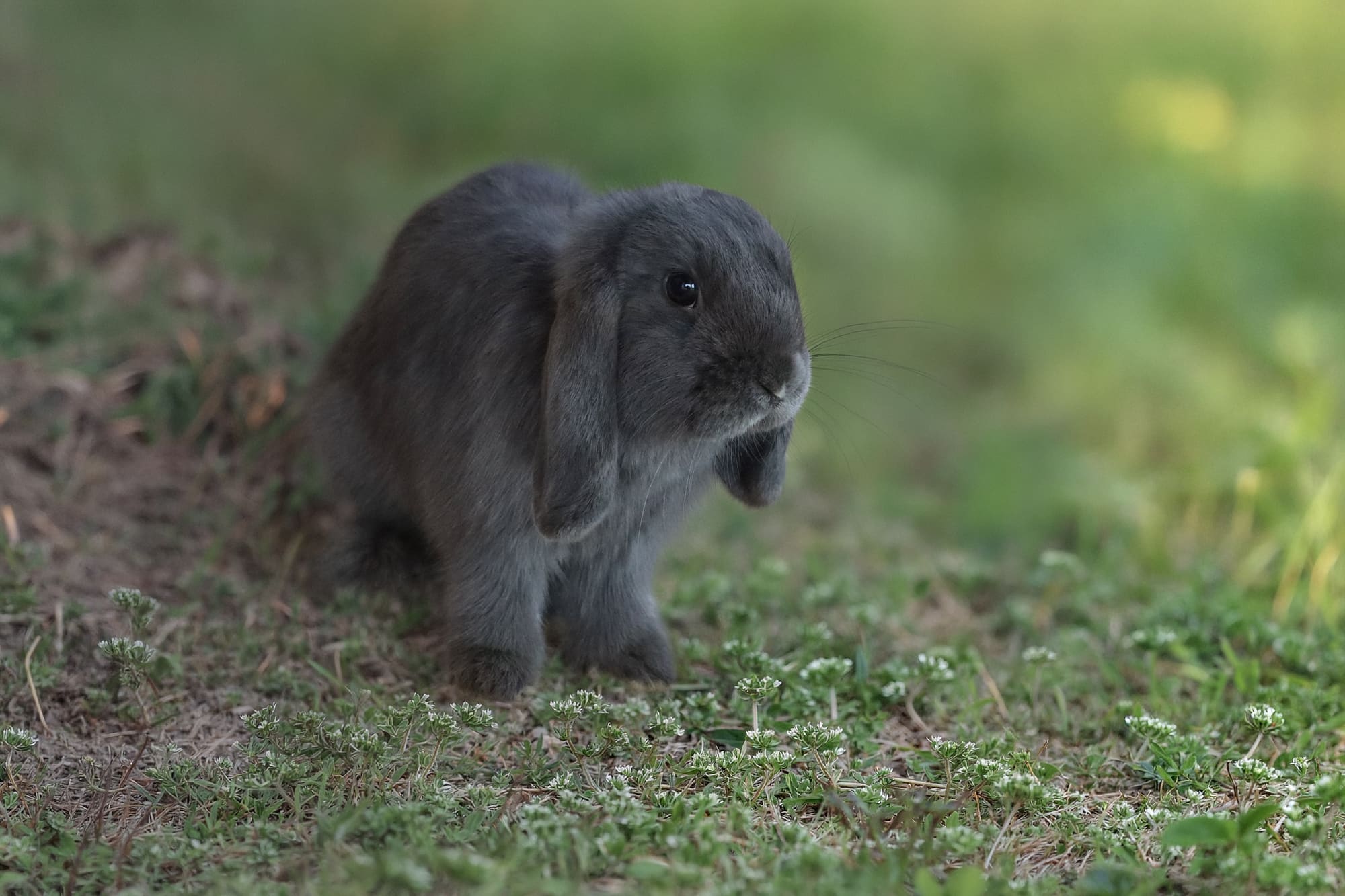 Mini Lop cucciolo