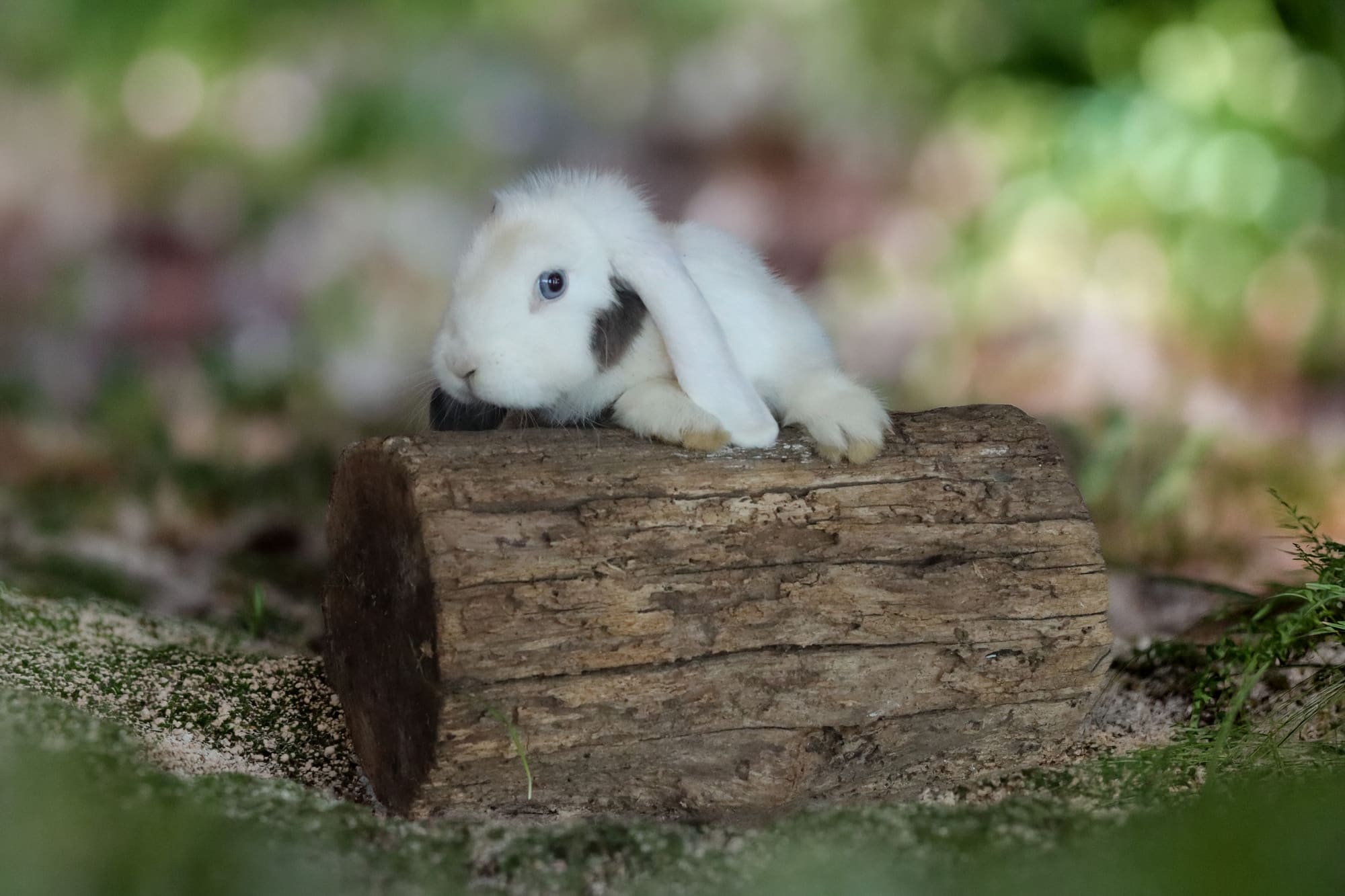 Coniglietto Mini Lop nella Tenuta Valley of Noemya Royal
