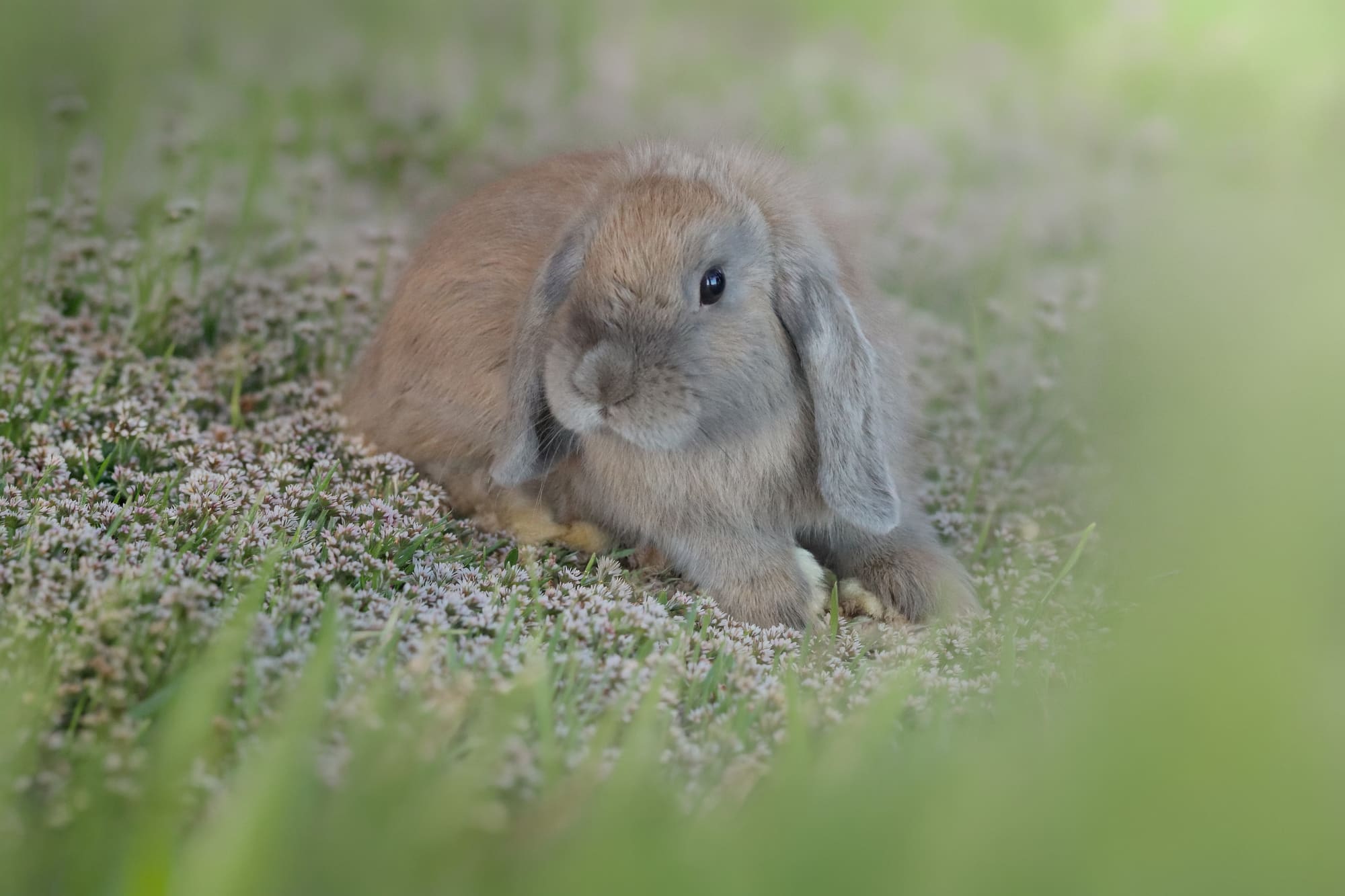 Mini Lop ritratto