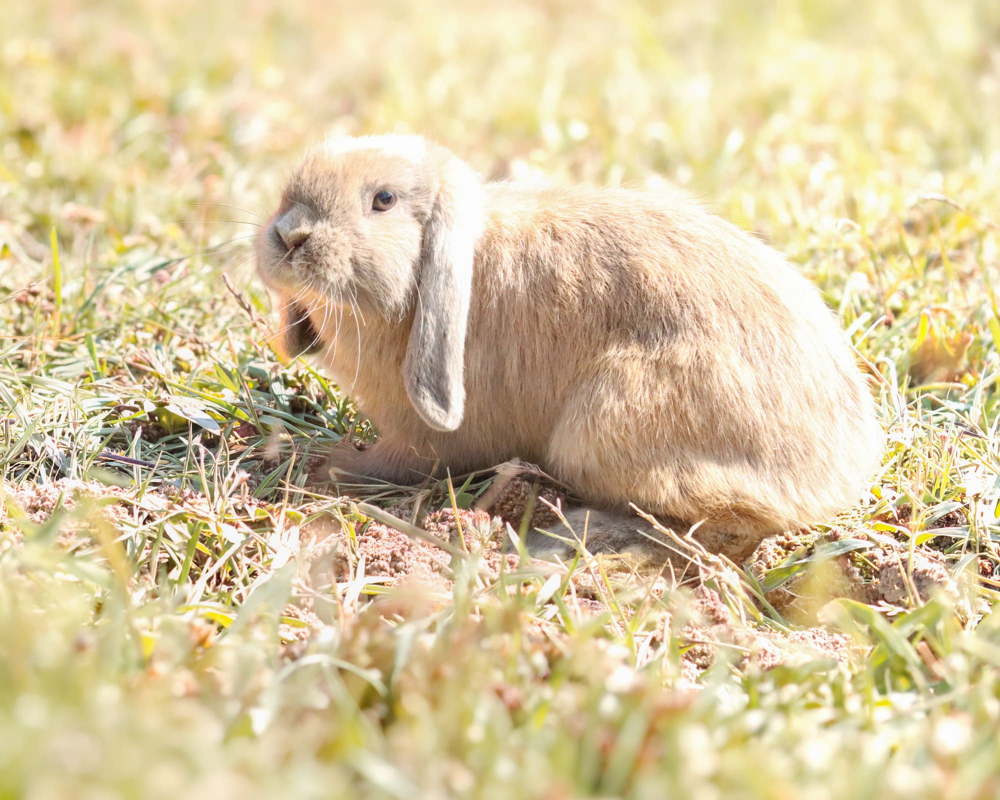 Mini Lop nella tenuta