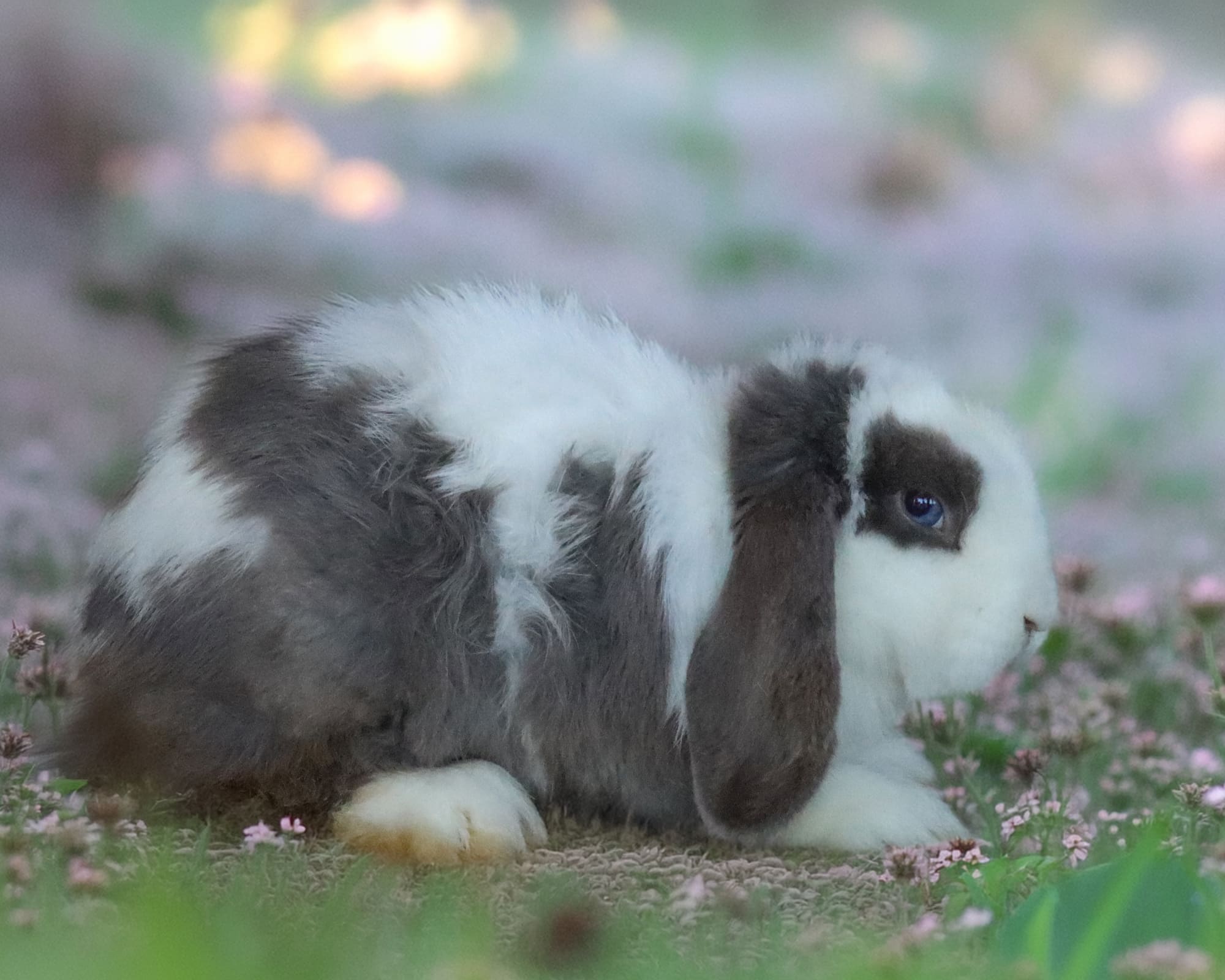 Mini Lop tra l'erba