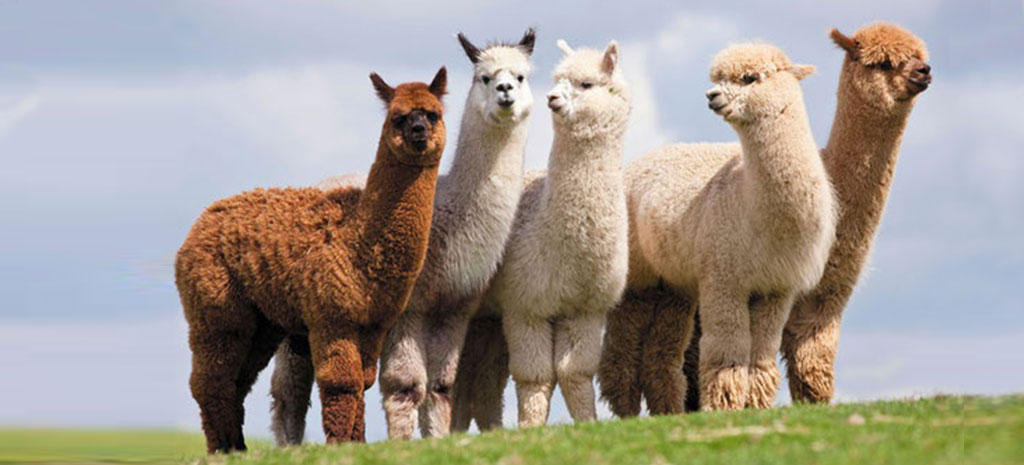 Alpaca Noemya Royal