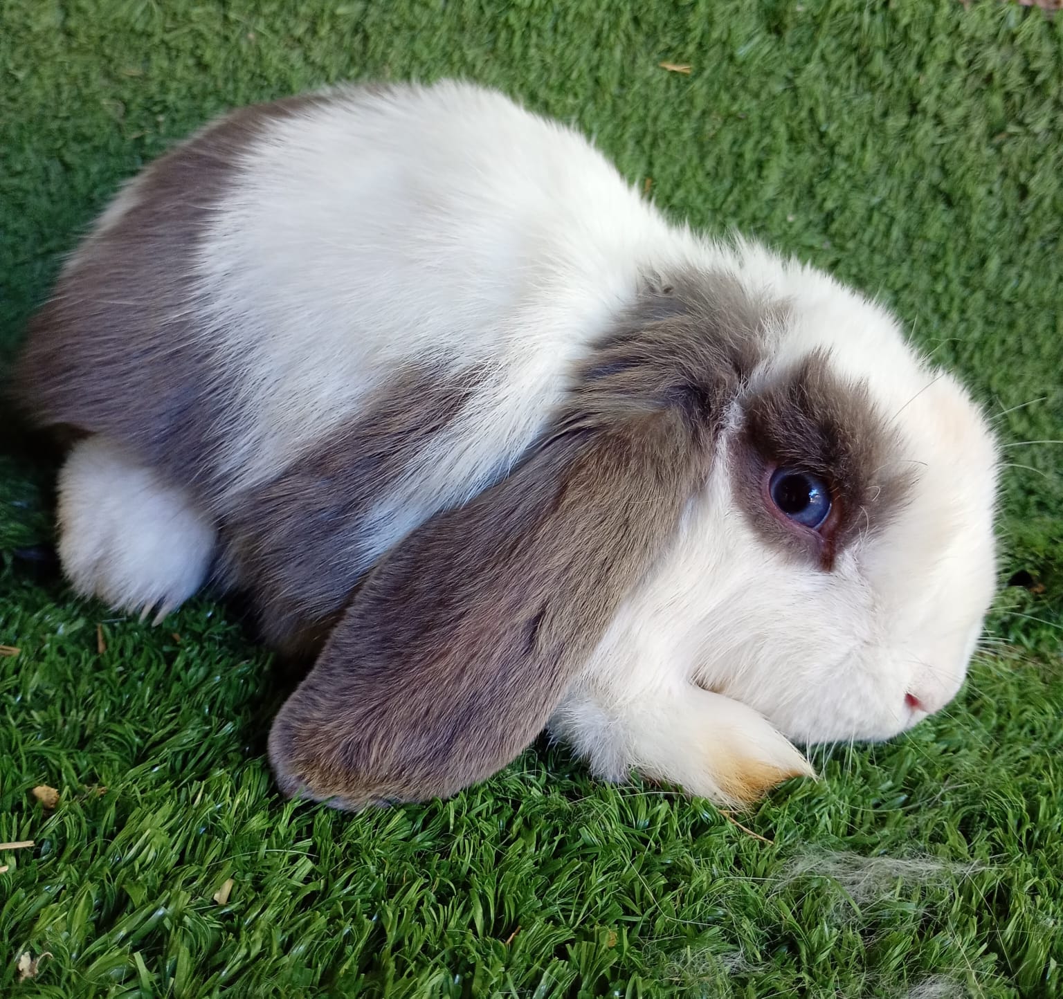 Mini Lop Noemya Royal
