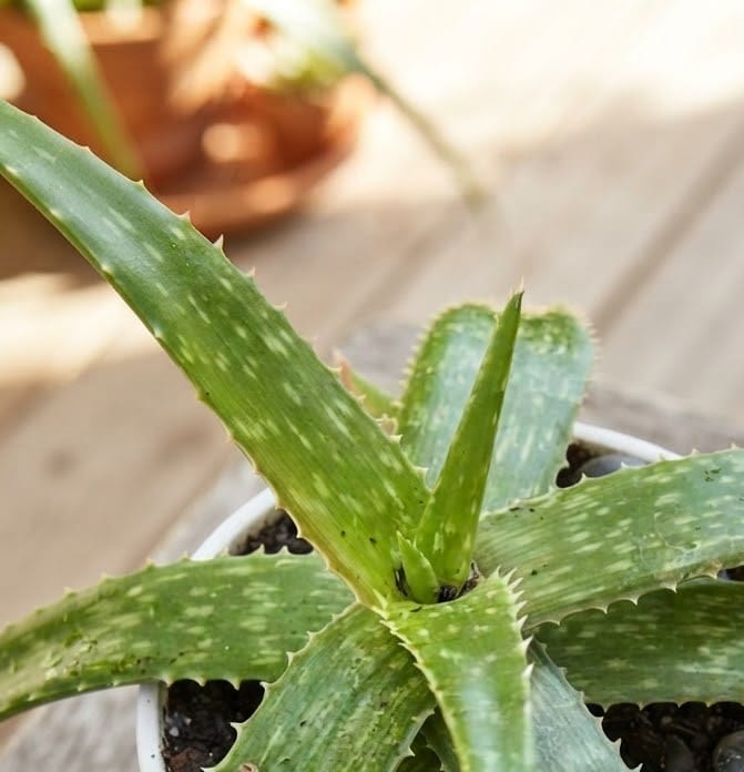 Pianta di aloe vera coltivata nella Tenuta