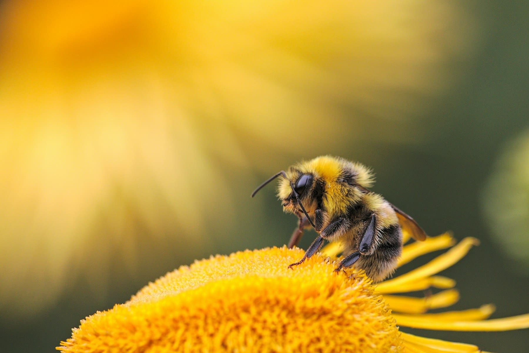 Ape bottinatrice su un fiore