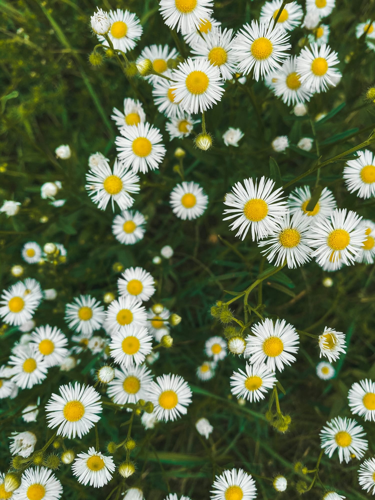 Fiori di camomilla della Tenuta