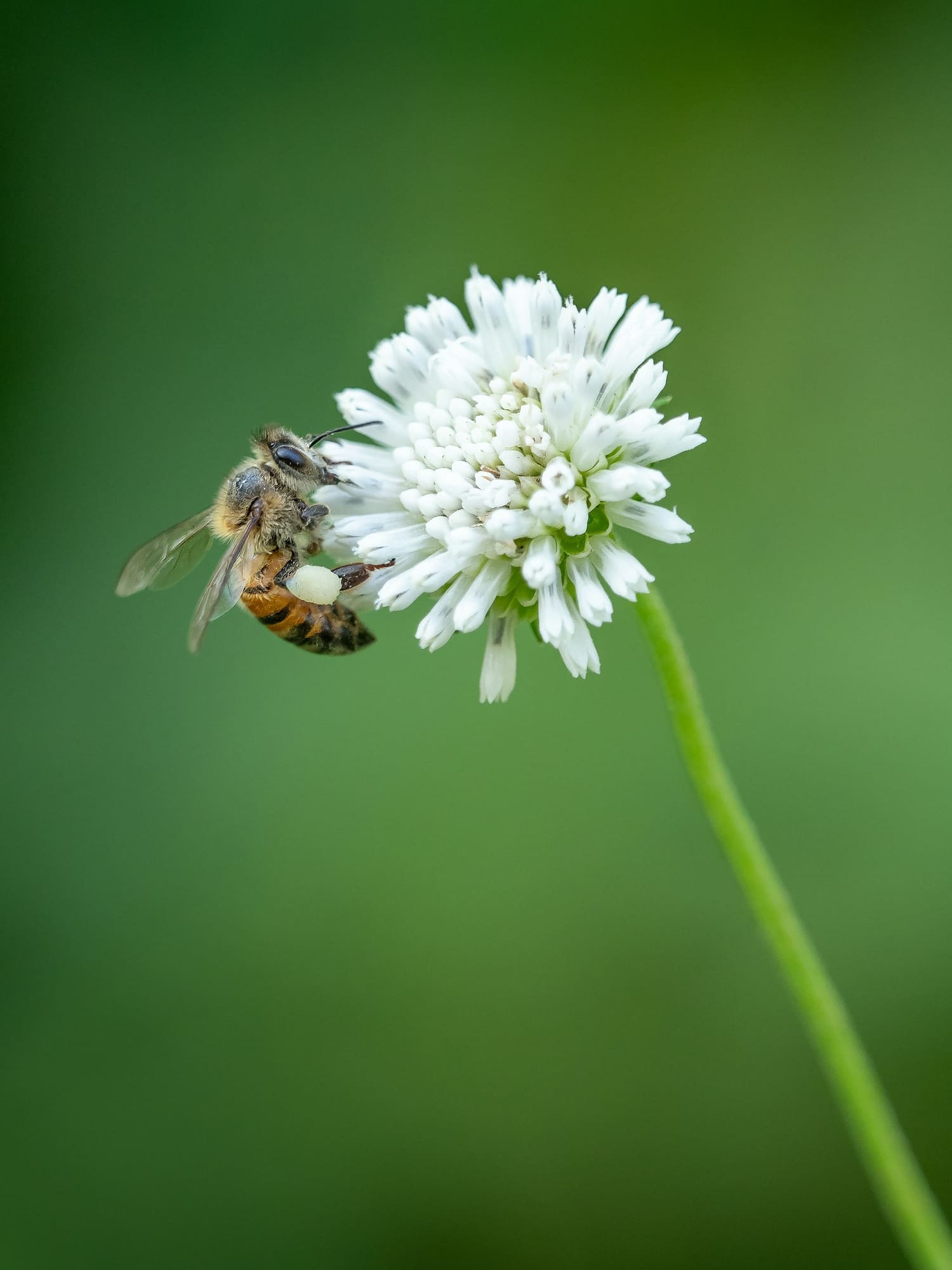 Ape bottinatrice su un fiore