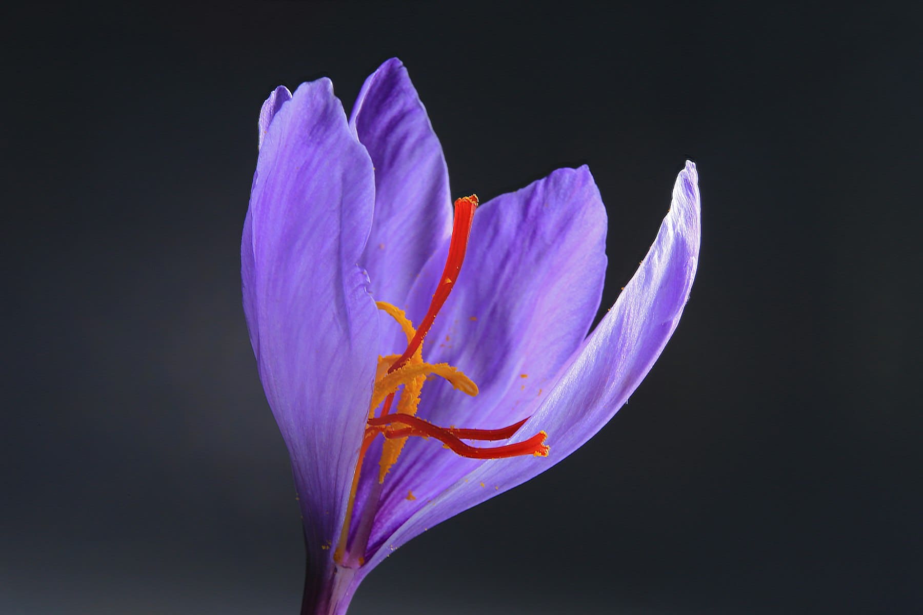 Fiore di zafferano di Palestro